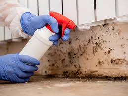 Best Black Mold Removal  in East Pittsburgh, PA